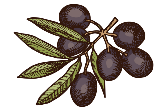 Black Olives Grow on Tree Branch Color I: A Designer's Asset