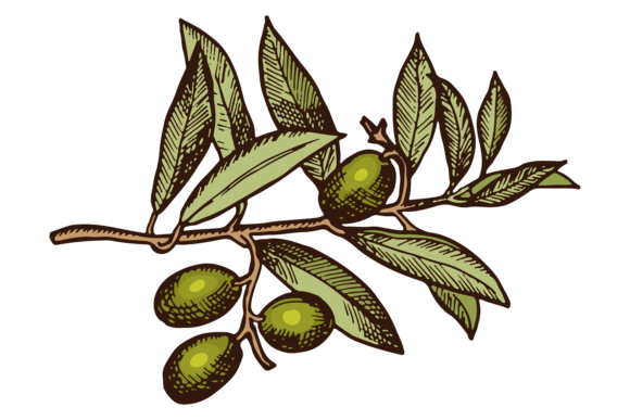Organic Olive Tree Branch Color Greek D: A Designer's Honest Take